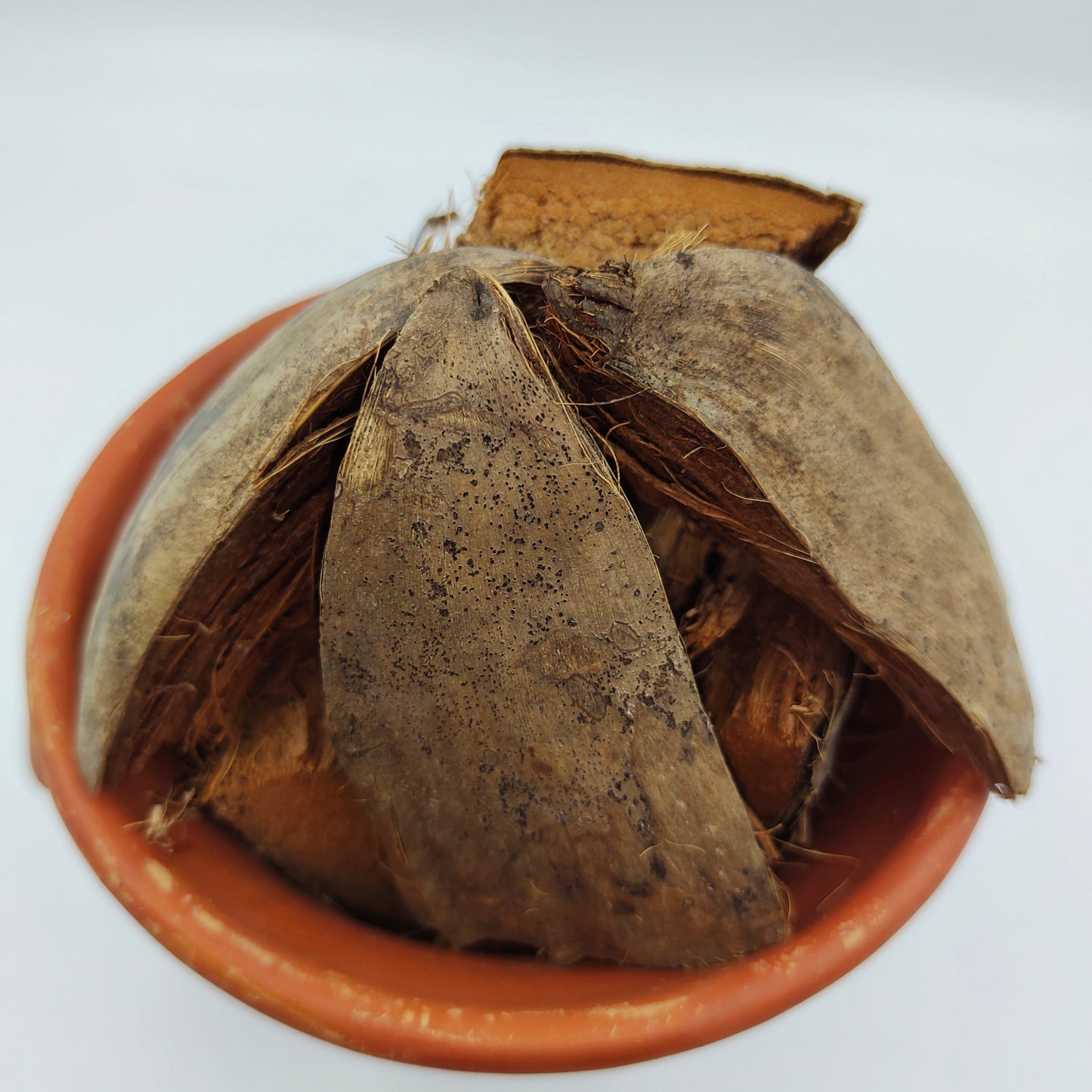 Premium Coconut Husk for Puja Rituals, Pack of 1kg.